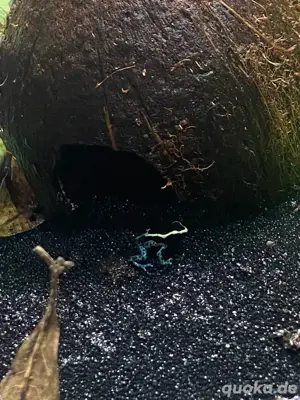 dendrobates tinctorius graubeiner