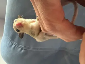 Sugar Glider abzugeben