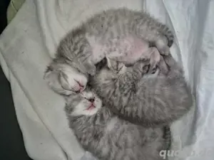 bkh kitten 3stück 