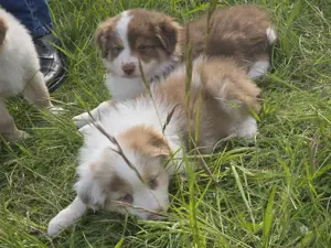 Australian shepherd welpen 