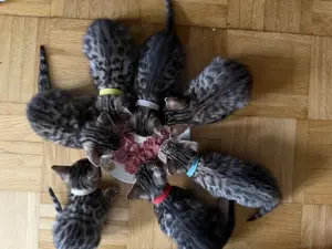 Bengal Kitten mit Stammbaum - wunderschön & liebevoll sozialisiert