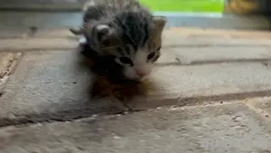 Kitten Baby Katzen Welpen Katze Bild 6