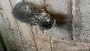 Kitten Baby Katzen Welpen Katze Bild 7