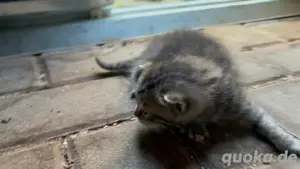 Kitten Baby Katzen Welpen Katze Bild 9