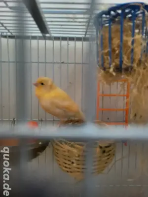 Kanareen vogel  Bild 3