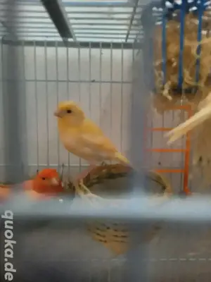 Kanareen vogel  Bild 2