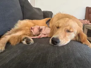 Golden Retriever Welpe