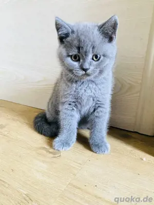 Zauberhafte Britisch Kurzhaar Kater suchen ein liebevolles Zuhause !  Bild 5