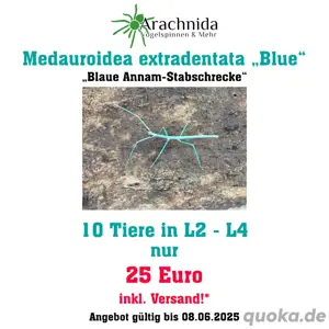 Blaue Annam-Stabschrecken, Medauroidea extradentata "blue", Phasmiden, Wirbellose, Schrecken, Terra
