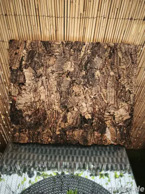 Korkrückwand passend für Terrarien mit den Maßen 50x40 cm