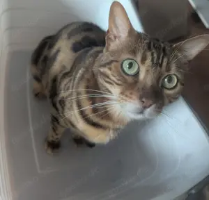 Bengal Katze 