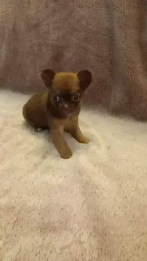 Chihuahua Welpe weiblich