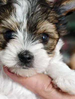 Mini Biewer Yorkshire Terrier Welpe Reinrassig mit Ahnentafel 