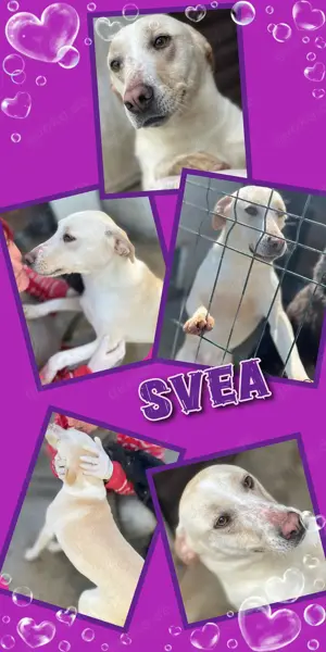 fröhliche, menschenbezogene, liebe, - gute Laune pur -  Hündin "Svea" sucht ein Zuhause