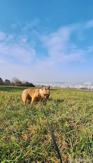 Französische Bulldoggen Dame Bild 3