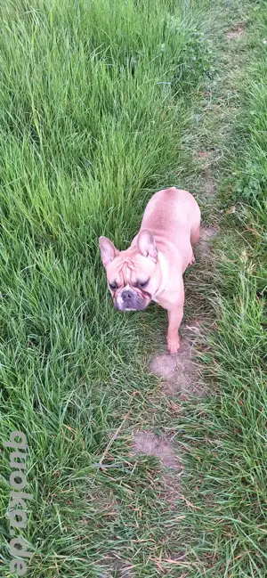 Französische Bulldoggen Dame Bild 4