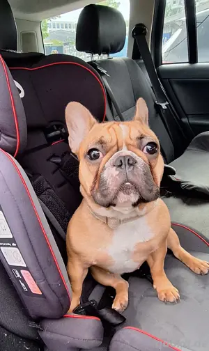 Französische Bulldoggen Dame