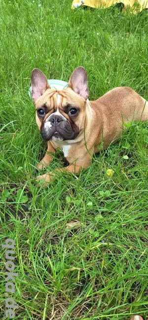 Französische Bulldoggen Dame Bild 5