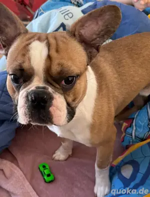 französische Bulldoggen