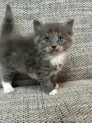 Main Coon   Neva Masquarade Kitten