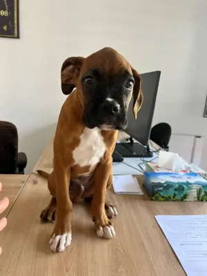 Deutscher Boxer 4 Monate Alt 