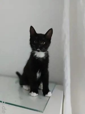 kitten kater katzen