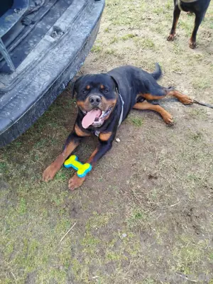 Suche Rottweilerliebhaber mit Ausbildungsschein