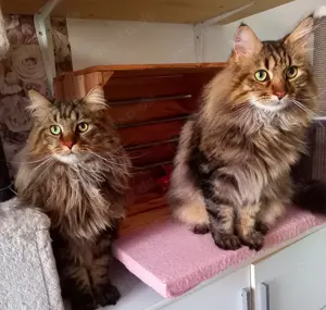 Maine Coon und Perserkatze 