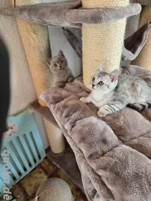 Bkh kitten 2 Stück  ab sofort 