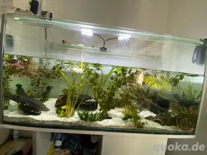 Axolotl und Aquarium