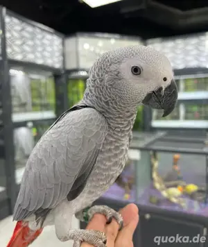 Graupapageienbabys