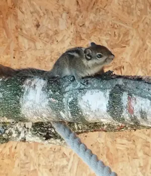 Chinesische Baumstreifenhörnchen 