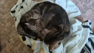 2 Katzenbabys mit toller Maserung Kater 
