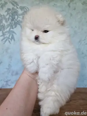 süsse pomeranian zwergspitz welpe Mädchen 