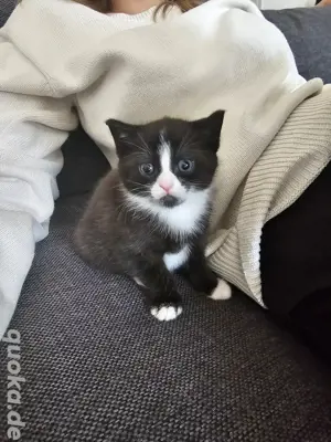 Junges Kätzchen sucht neues Zuhause 