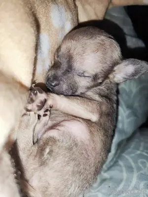 KH Chihuahua Welpen o.P.