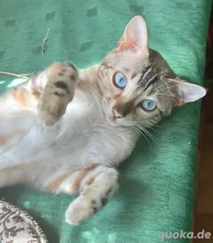 Bengal Weibchen snow Stammbaum