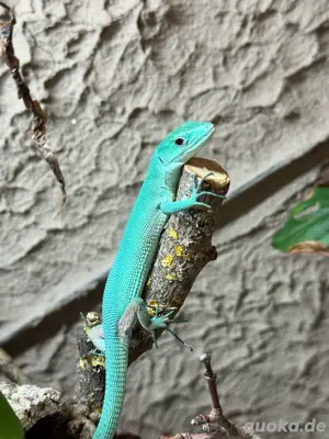 0,1 gastropholis prasina abzugeben 