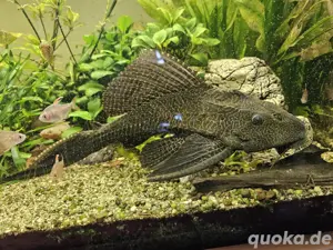 Saugmaulwelse (Hypostomus plecostomus)