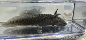 Axolotl Nachwuchs