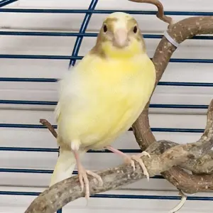 Junge hübscher Kanarienvogel
