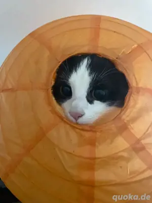 Junge katze abzugeben 