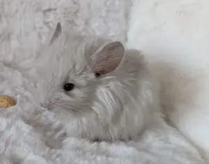 Chinchilla Jungtiere Normalfell und Angora