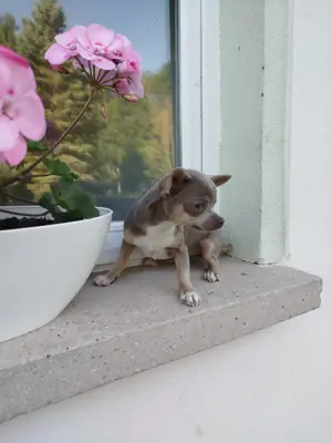 Wunderschöne Chihuahuawelpen 