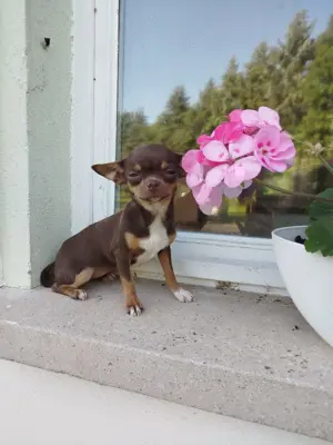 Wunderschöne Chihuahuawelpen 