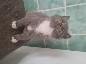 Bkh-Mix Kitten 2 Mädchen 1 Junge 