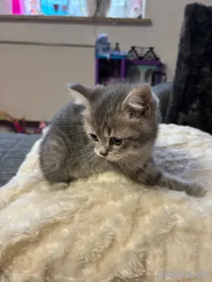 BKH Mix Katzen 