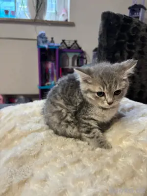 BKH Mix Katzen  Bild 2