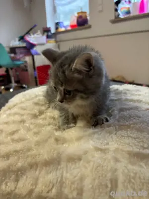 BKH Mix Katzen  Bild 3