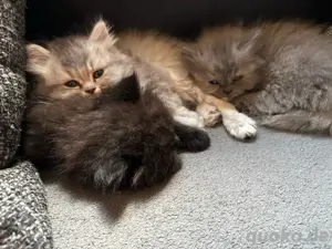 Kleine Perser kitten suchen zuhause 